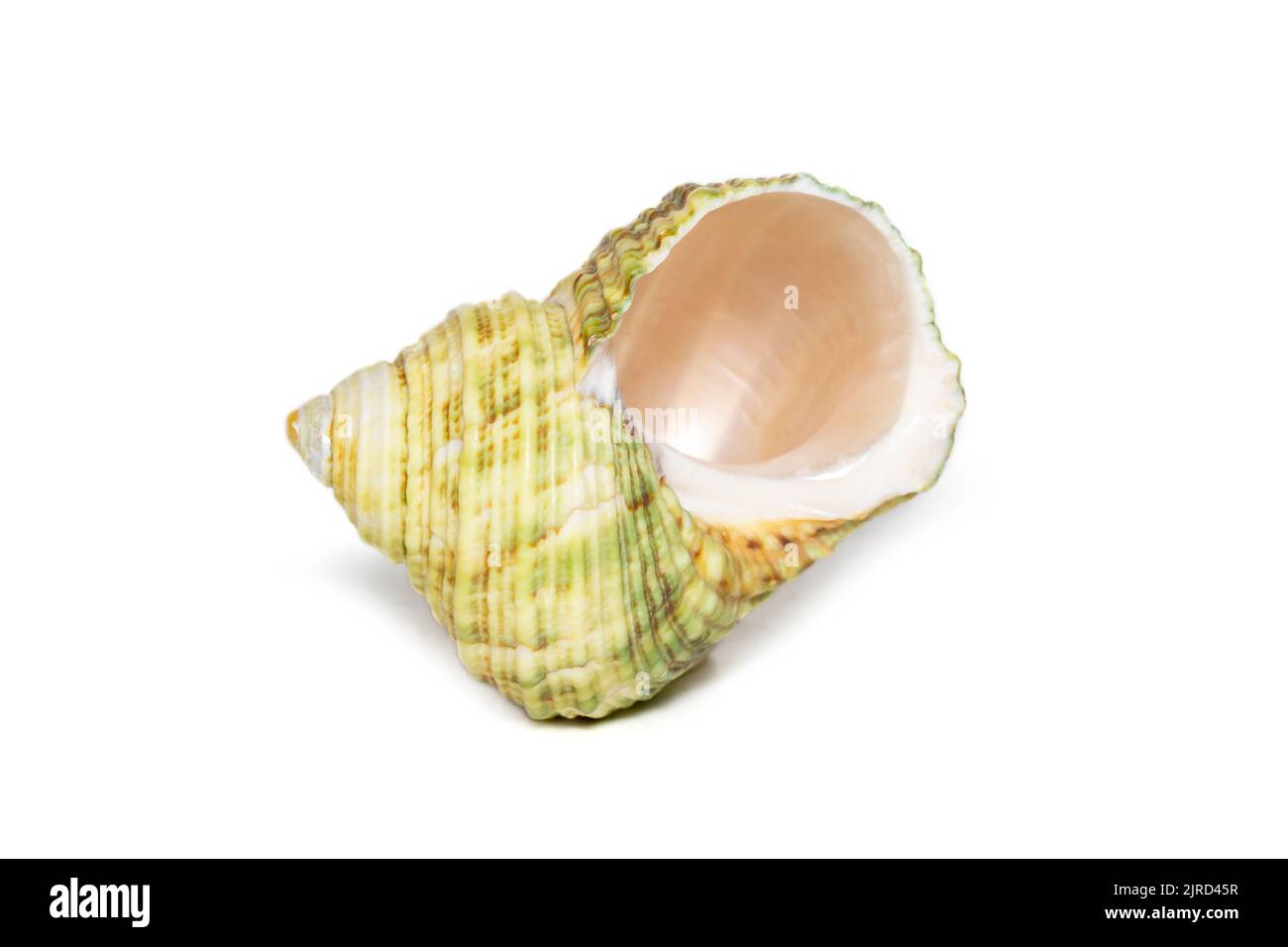 Immagine di una conchiglia verde turbo su sfondo bianco. Animali sottomarini. Conchiglie marine. Foto Stock