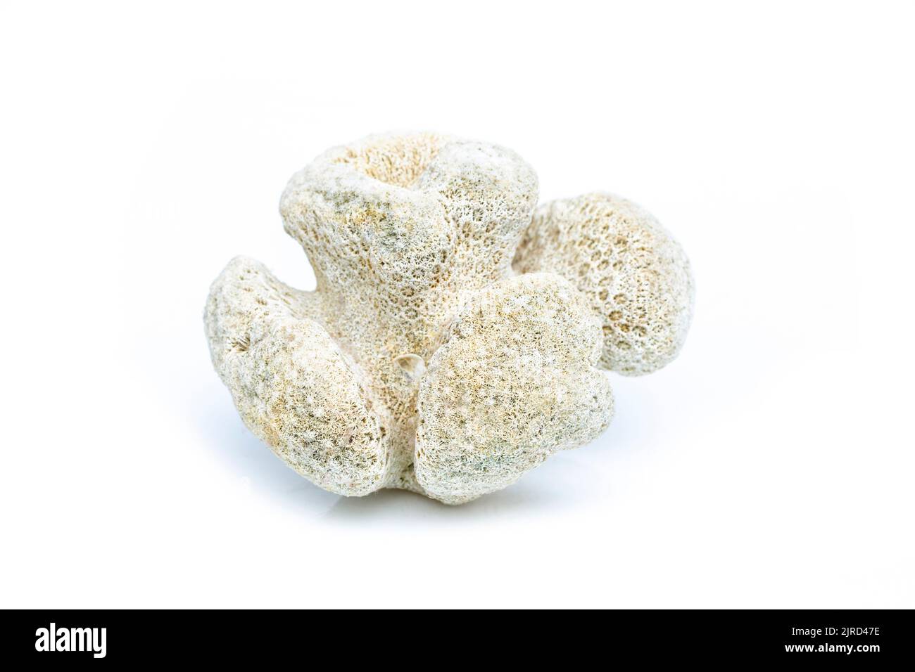 Immagine di cubi di corallo su sfondo bianco. Animali sottomarini. Foto Stock