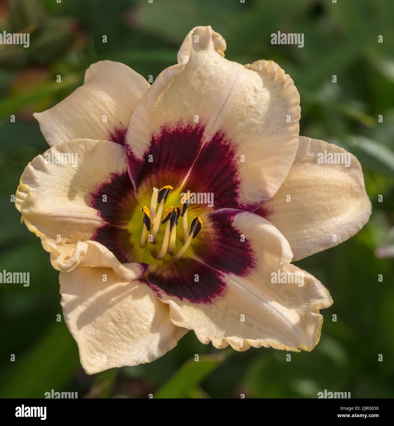 "Piano Man" Daylily, daglilja (Hemerocallis) Foto Stock