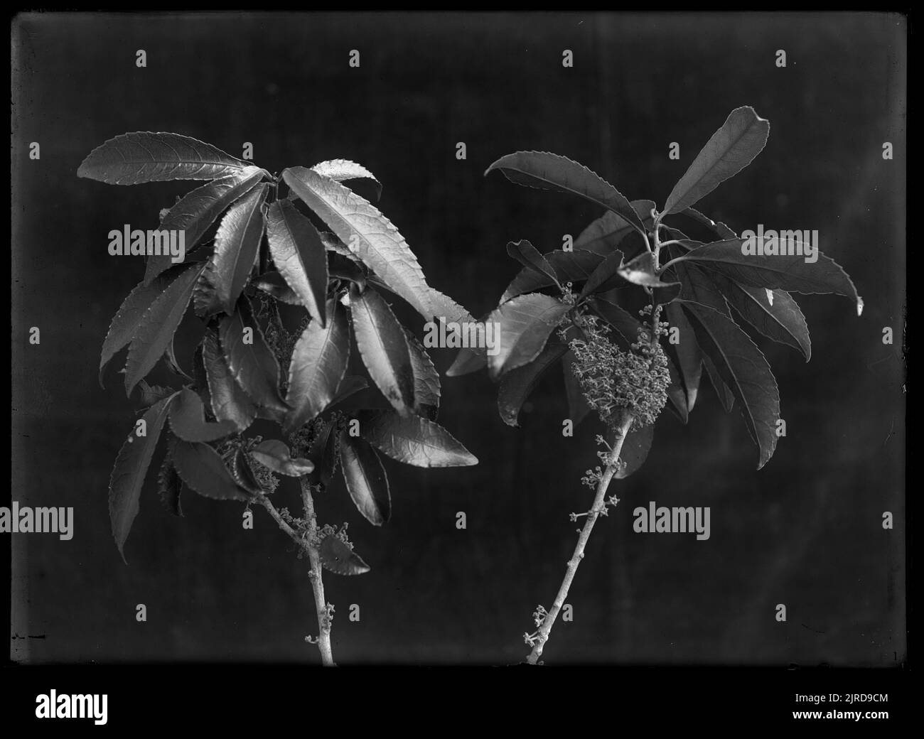Spray di mahoe o legno bianco (Melicytus ramiflorus) che mostra le foglie seghettate lucide e piccoli fiori giallo-verdolino che crescono sui rami. 3.12.16 , 03 dicembre 1916, di Leslie Adkin. Dono della tenuta di famiglia G. L. Adkin, 1964. Foto Stock