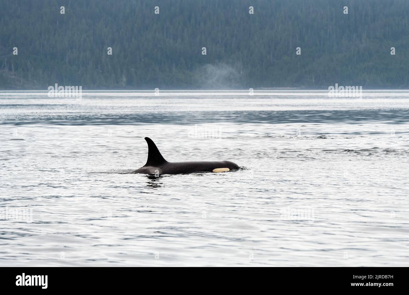Orca o balena killer (Orcinus orca) in tour di avvistamento delle balene, Telegraph Cove, Vancouver Island, British Columbia, Canada. Foto Stock