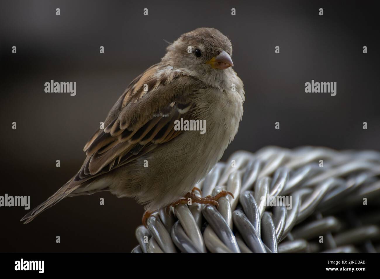 Uccello della canzone Starling appollaiato sulla schiena della sedia Foto Stock