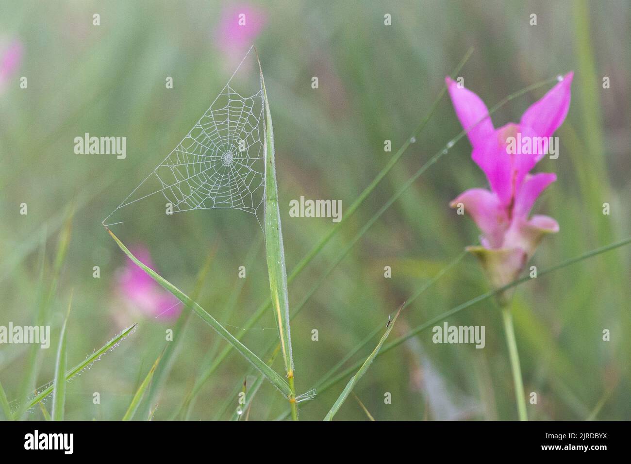 Campo di tulipano selvatico siam (Curcuma sessilis) con nebbia al mattino al Parco Nazionale Pa Hin Ngam . Chaiyaphum , Tailandia . Foto Stock