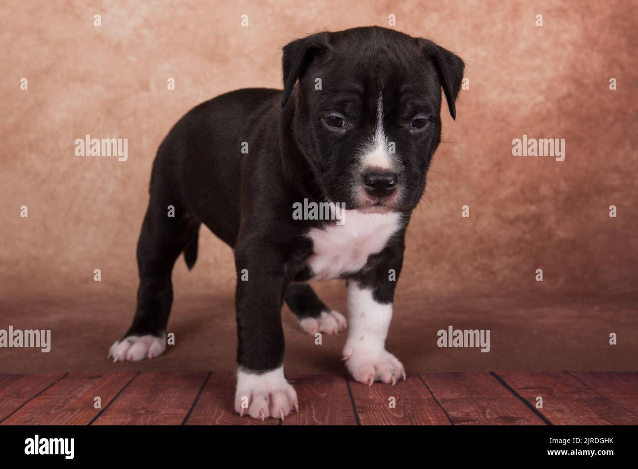 Nero e bianco americano Staffordshire Terrier cane o AmStaff cucciolo su sfondo marrone Foto Stock