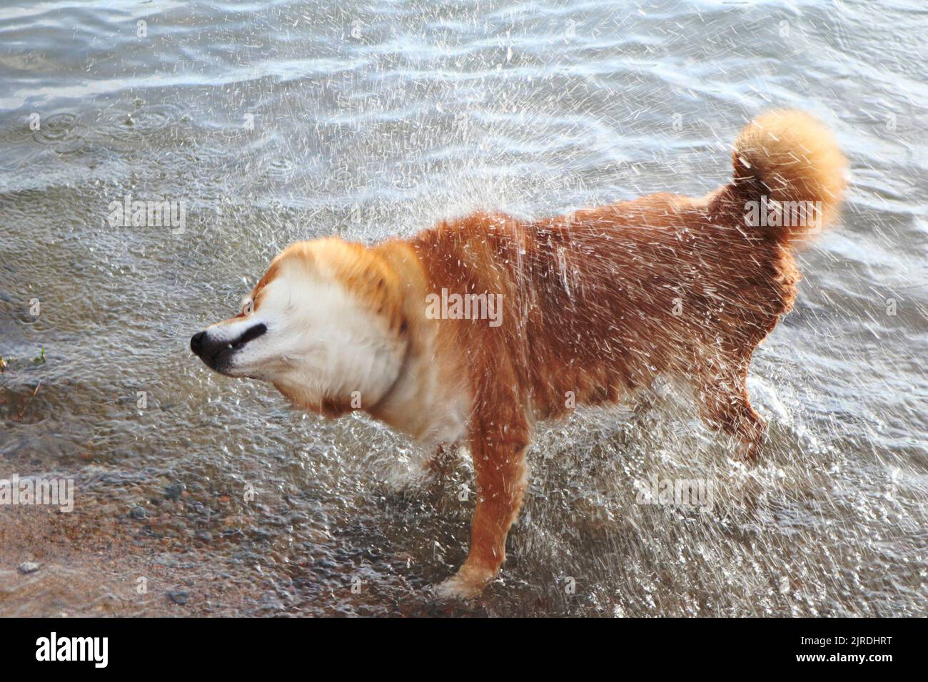 il cane shiba inu si scuote dall'acqua dopo aver nuotato nel fiume Foto Stock