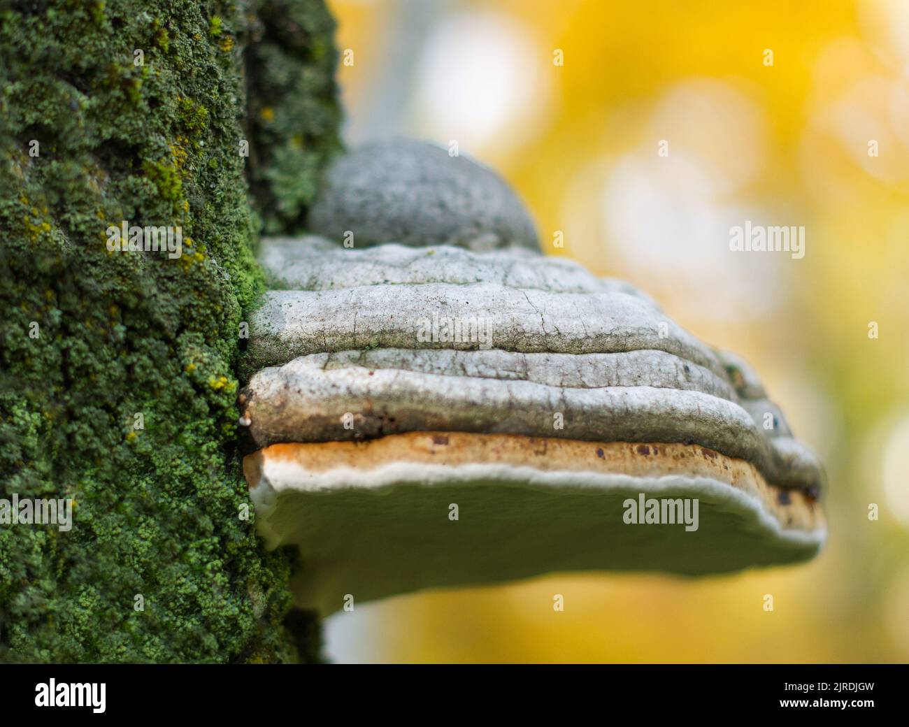 Fungo chaga (Inonotus oblyquus) sul tronco di un albero su uno sfondo di fogliame giallo autunno. Primo piano. Bokeh sfondo Foto Stock
