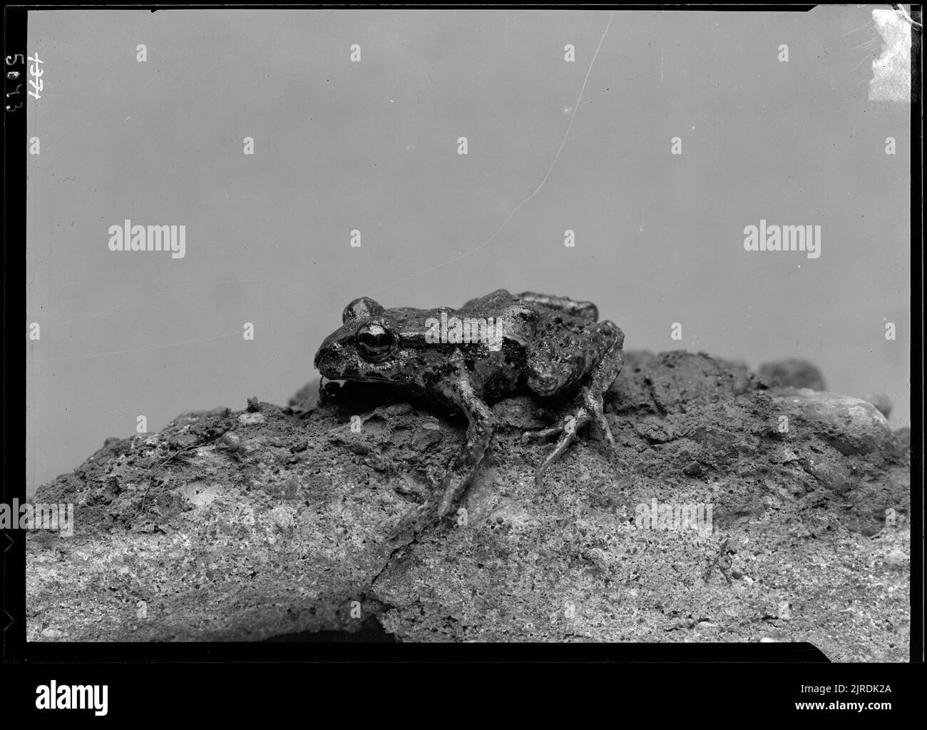 New Zealand Frog, circa 1930, di James McDonald. Foto Stock