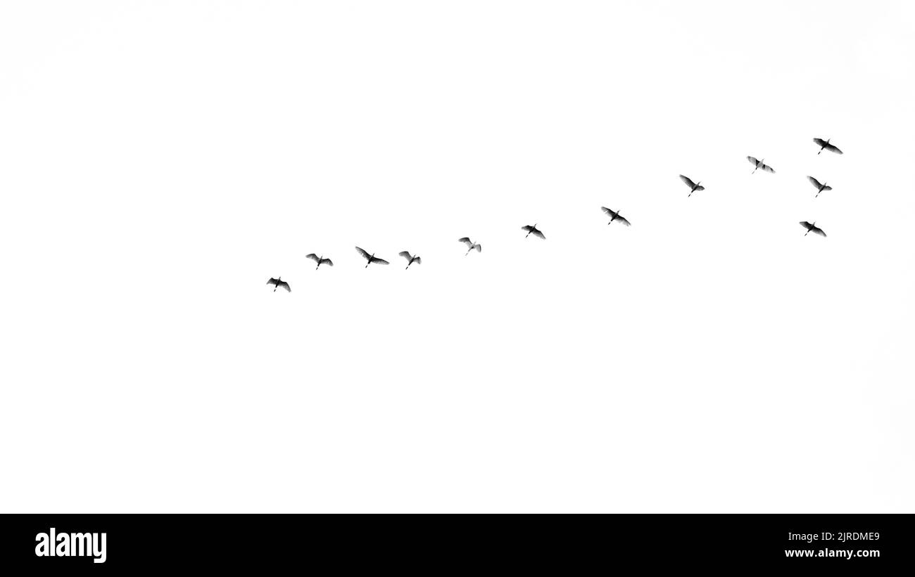 Silhouette di uccelli che volano nel cielo. Molti uccelli che volano sul cielo isolato su sfondo bianco Foto Stock