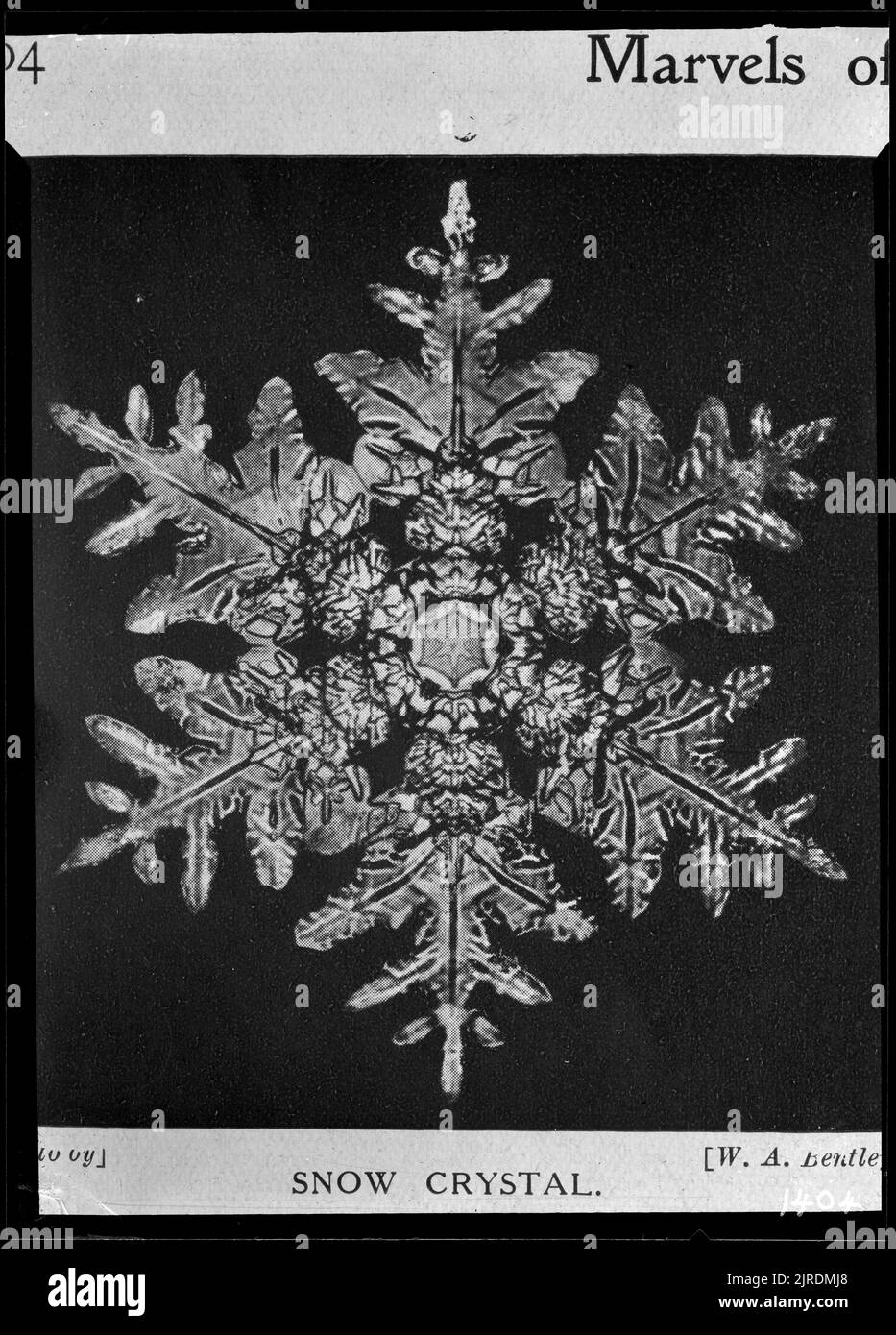 Cristalli di neve, 1912 - 1926, di James McDonald. Foto Stock