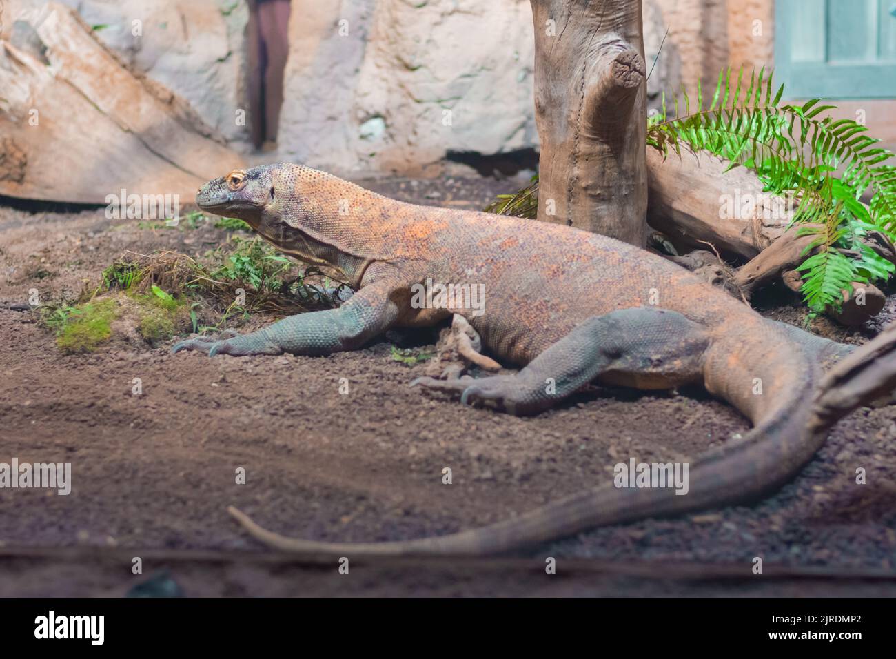 Komodo Dragon Lizard - Monitor Komodo nello Zoo Foto Stock