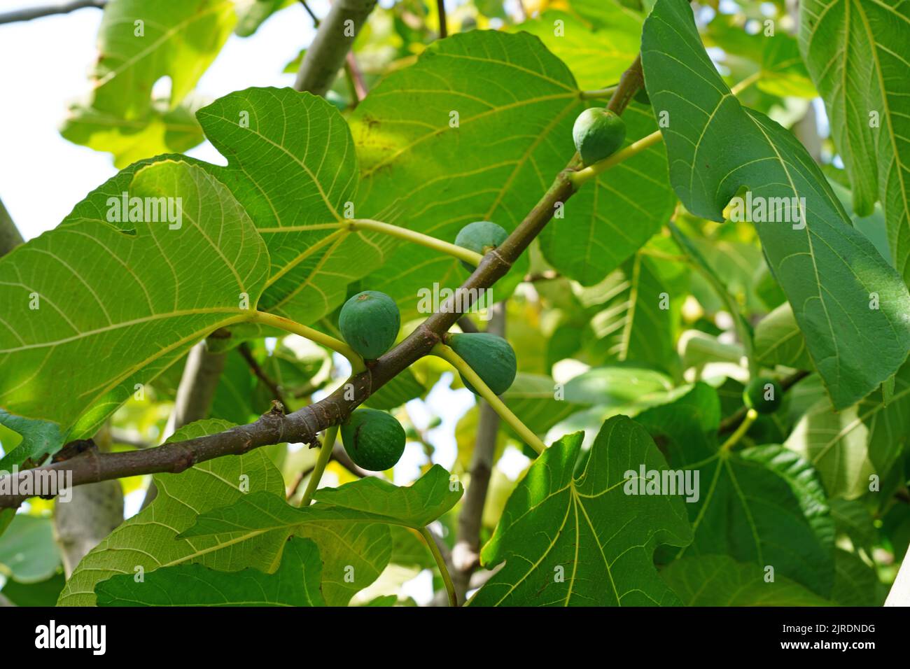 Fichi freschi che crescono su un albero Foto Stock