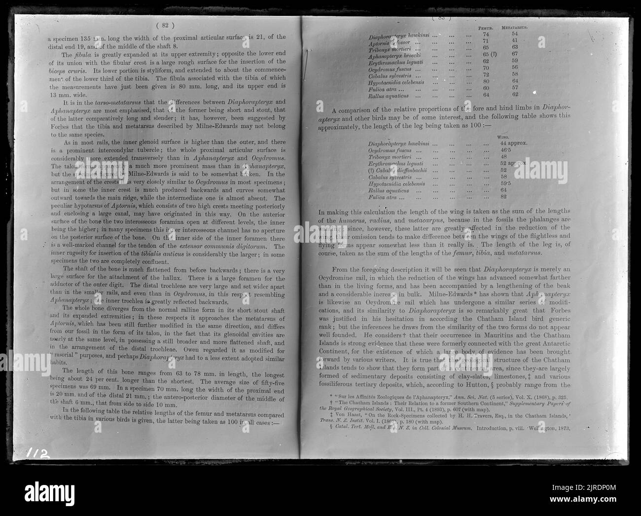 Bird book, circa 1908, Nuova Zelanda, costruttore sconosciuto. Foto Stock