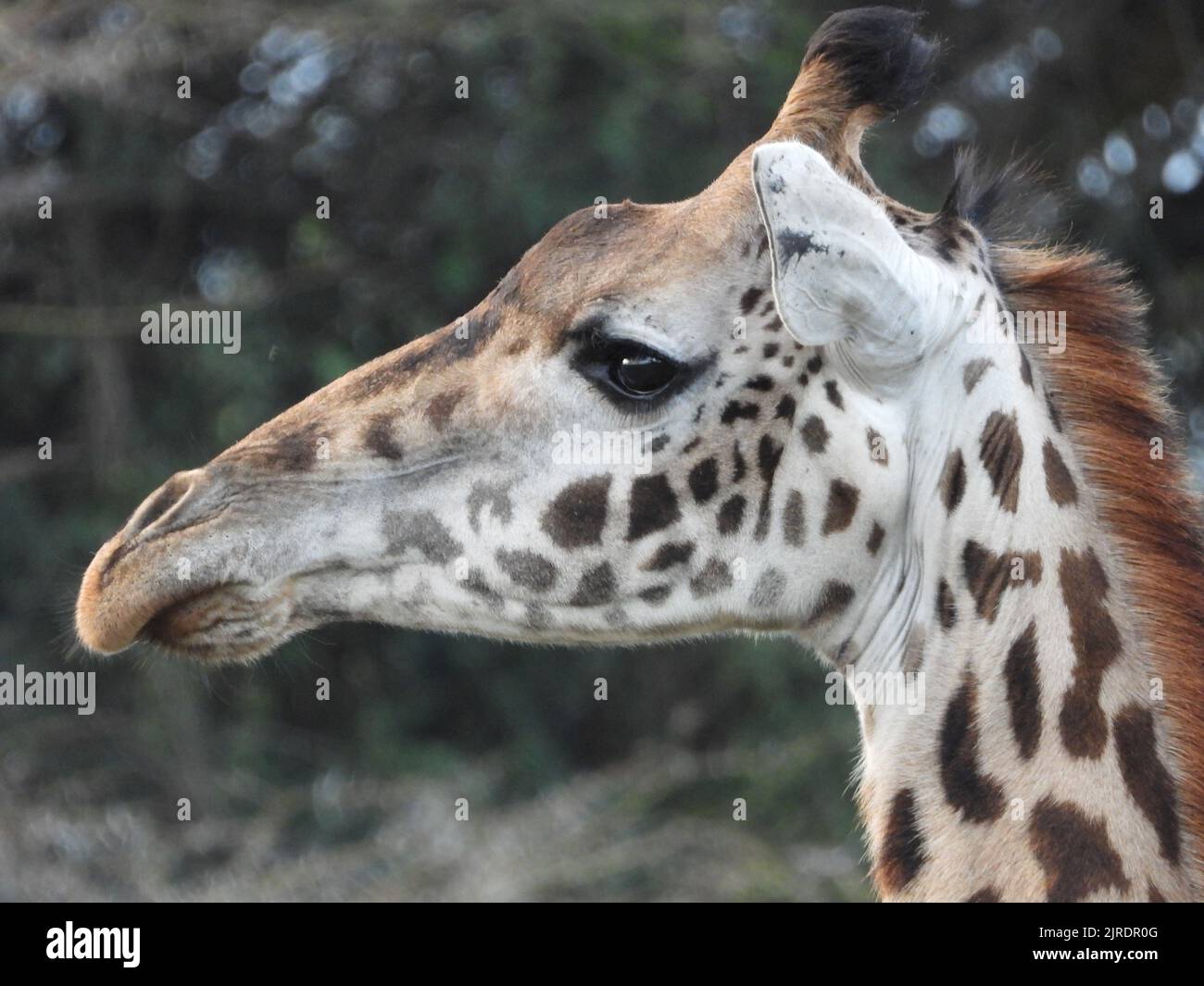 Un ritratto laterale di una bella giraffa Foto Stock