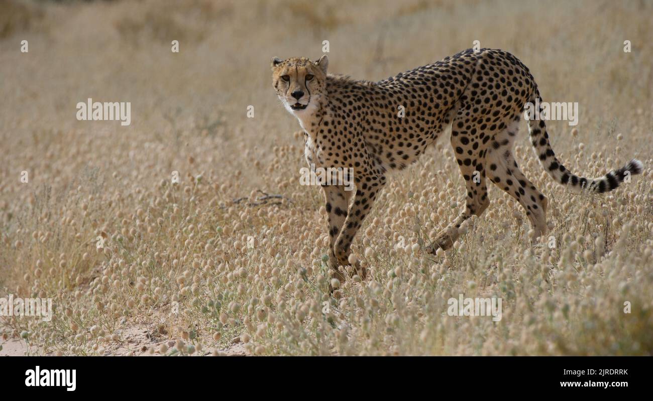 Cheetah ( Acinonyx jubatus ) Parco transfrontaliero di Kgalagadi, Afrca meridionale Foto Stock