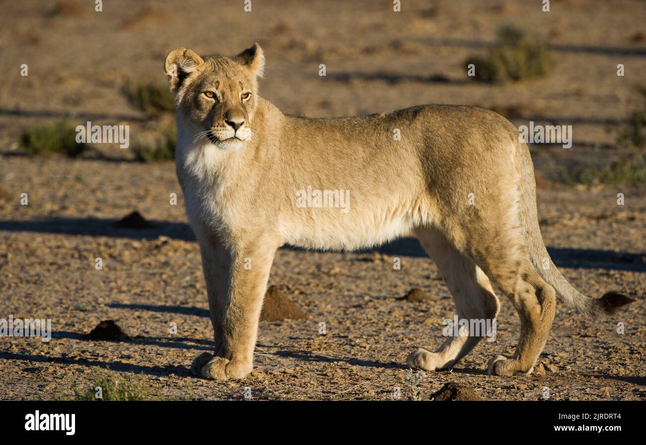 Lion ( Panthera leo ) Kgalagadi Transborder Park, Sudafrica Foto Stock