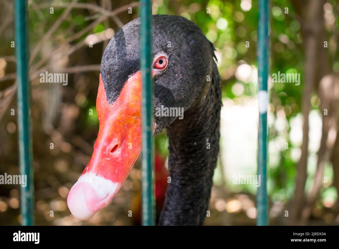 Una fotografia del volto di uno splendido cigno nero che si trova dietro una recinzione nello zoo. Foto Stock