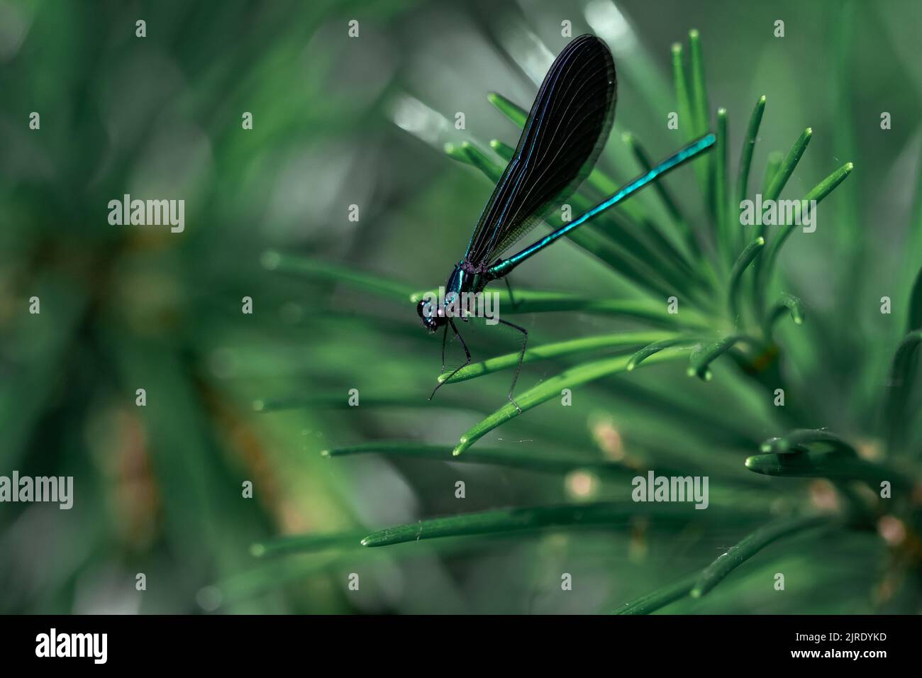 Un primo piano di una libellula verde con ali nere su una pianta verde Foto Stock
