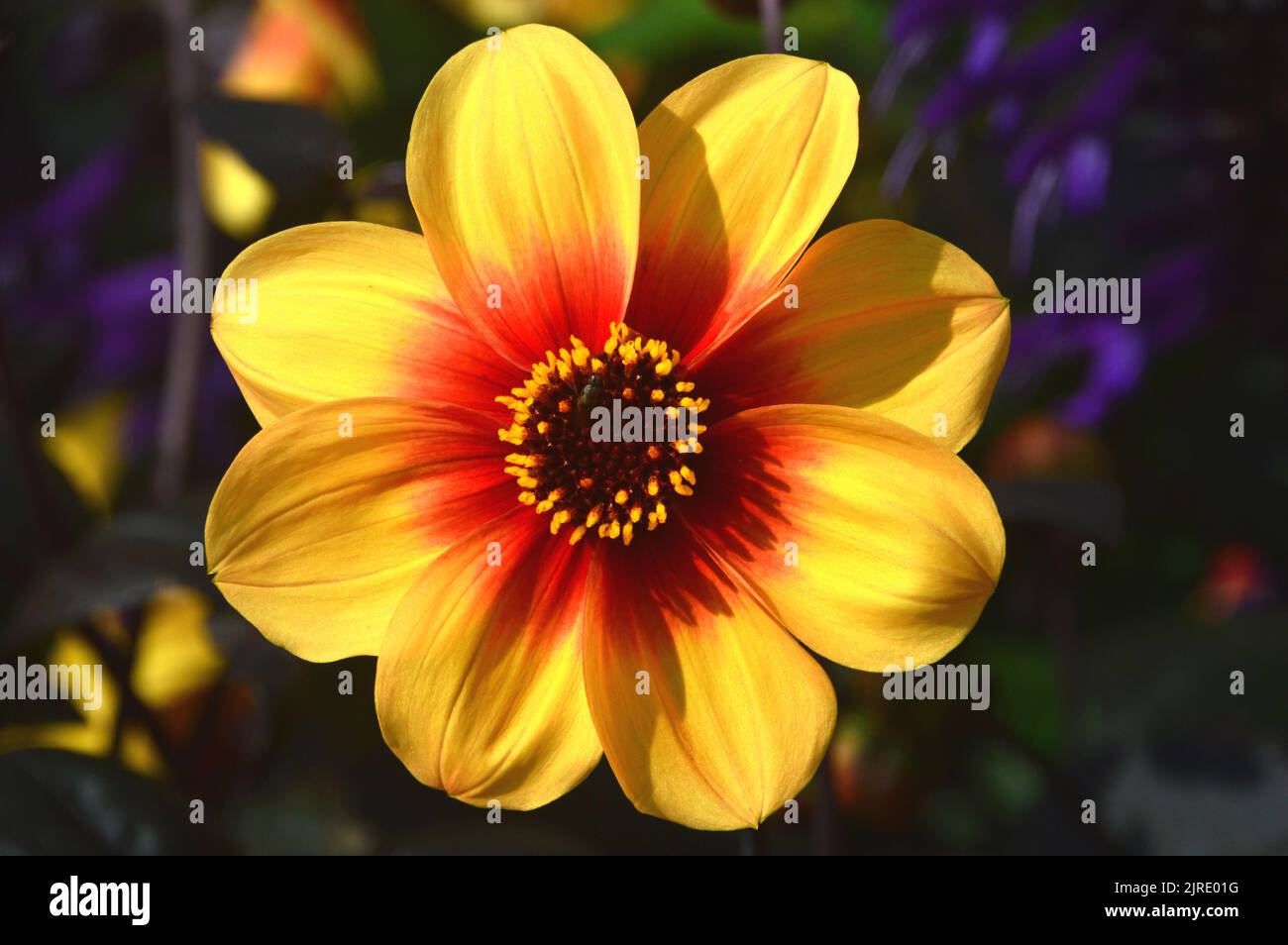 Singolo Rosso/giallo nano Dahlia 'Moonfire' Fiore cresciuto a RHS Garden Harlow Carr, Harrogate, Yorkshire, Regno Unito. Foto Stock