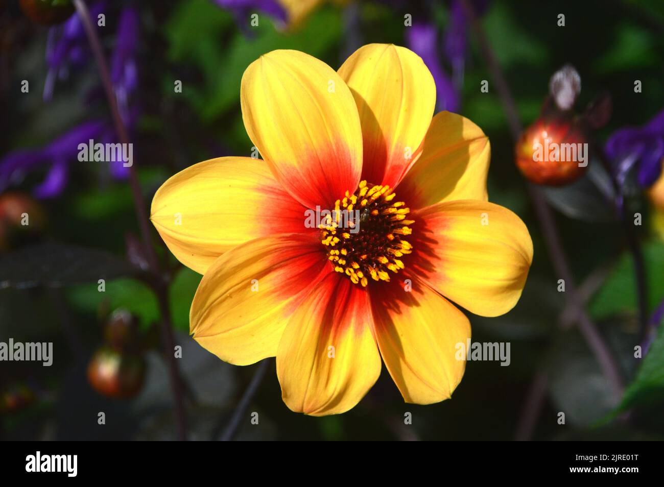 Singolo Rosso/giallo nano Dahlia 'Moonfire' Fiore cresciuto a RHS Garden Harlow Carr, Harrogate, Yorkshire, Regno Unito. Foto Stock