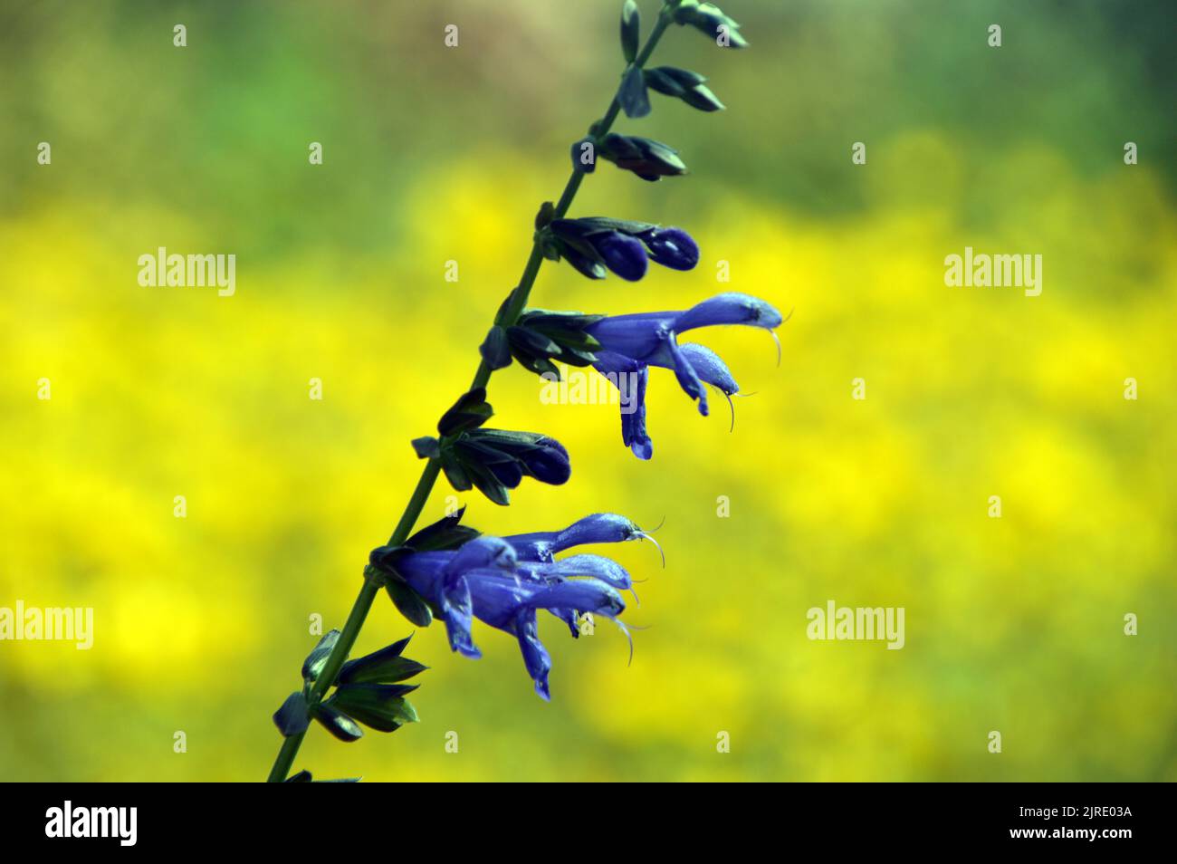 I fiori di Tall Blue Salvia Guaranitica 'Super Trouper' coltivati a RHS Garden Harlow Carr, Harrogate, Yorkshire, UK. Foto Stock