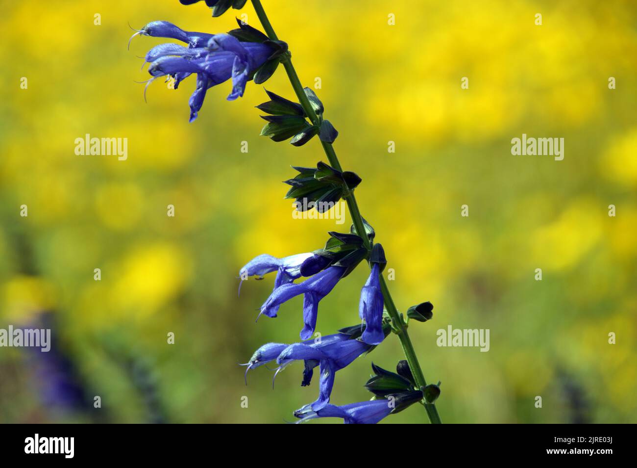 I fiori di Tall Blue Salvia Guaranitica 'Super Trouper' coltivati a RHS Garden Harlow Carr, Harrogate, Yorkshire, UK. Foto Stock