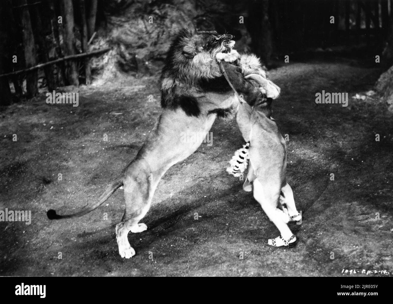 Lion attacing a Native in Episode 2 of the 15 Chapter Serial JUNGLE GIRL 1941 registi JOHN ENGLISH e WILLIAM WITNEY based lasco sul romanzo di Edgar Rice Burroughs Set decoration Morris Braun produttore associato Hiram S. Brown Jr. Republic Pictures Foto Stock