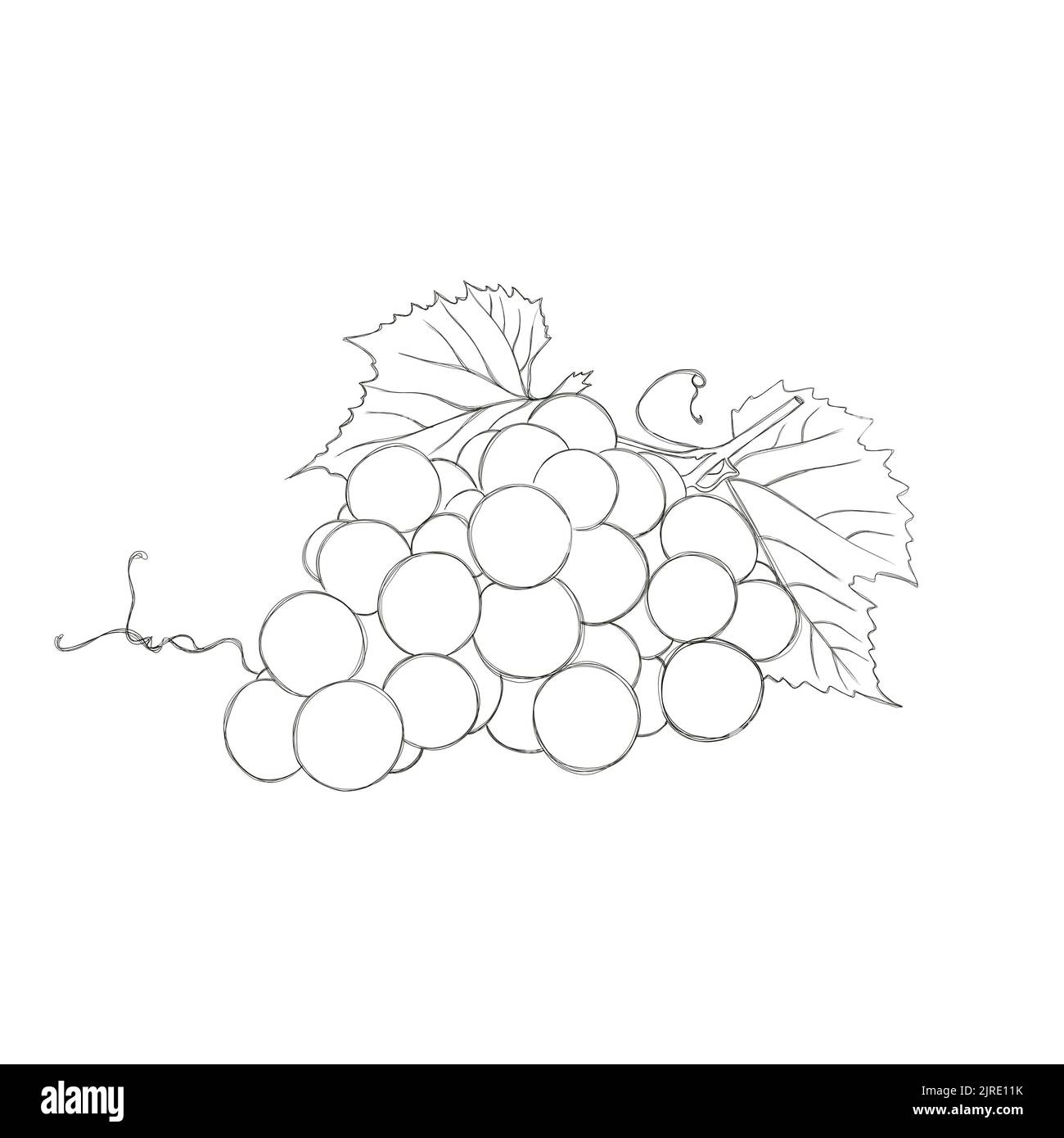 un mazzo di uve - un modello per un libro da colorare per bambini, un compito per i bambini di colorare un'immagine Foto Stock