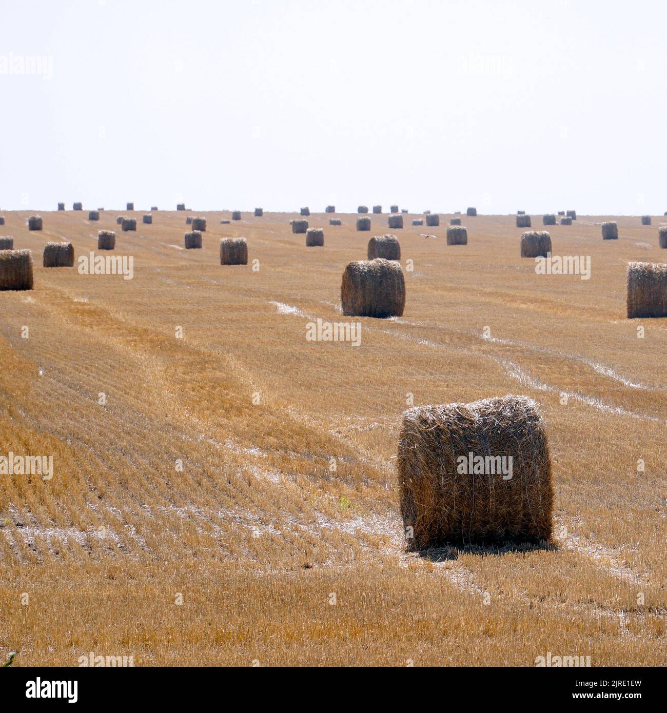 Fieno in rotoli su un campo di mown Foto Stock