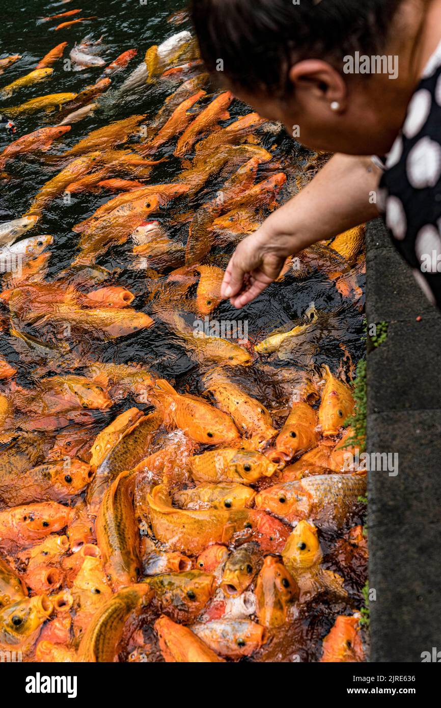 Koi Swarm in superficie come sono alimentati da un turista. Foto Stock