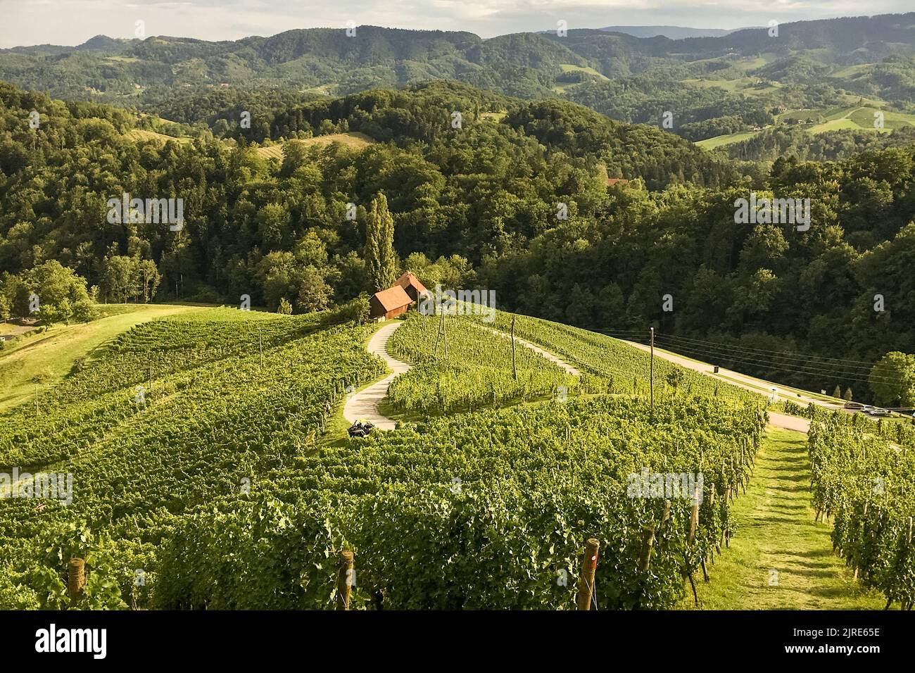 Famosa strada a forma di cuore a vigneti Spicnik in Slovenia. Filari vigneti vicino a Maribor, vicino all'austriaco. Paesaggio paesaggistico dell'uva e colline verdi. Foto Stock