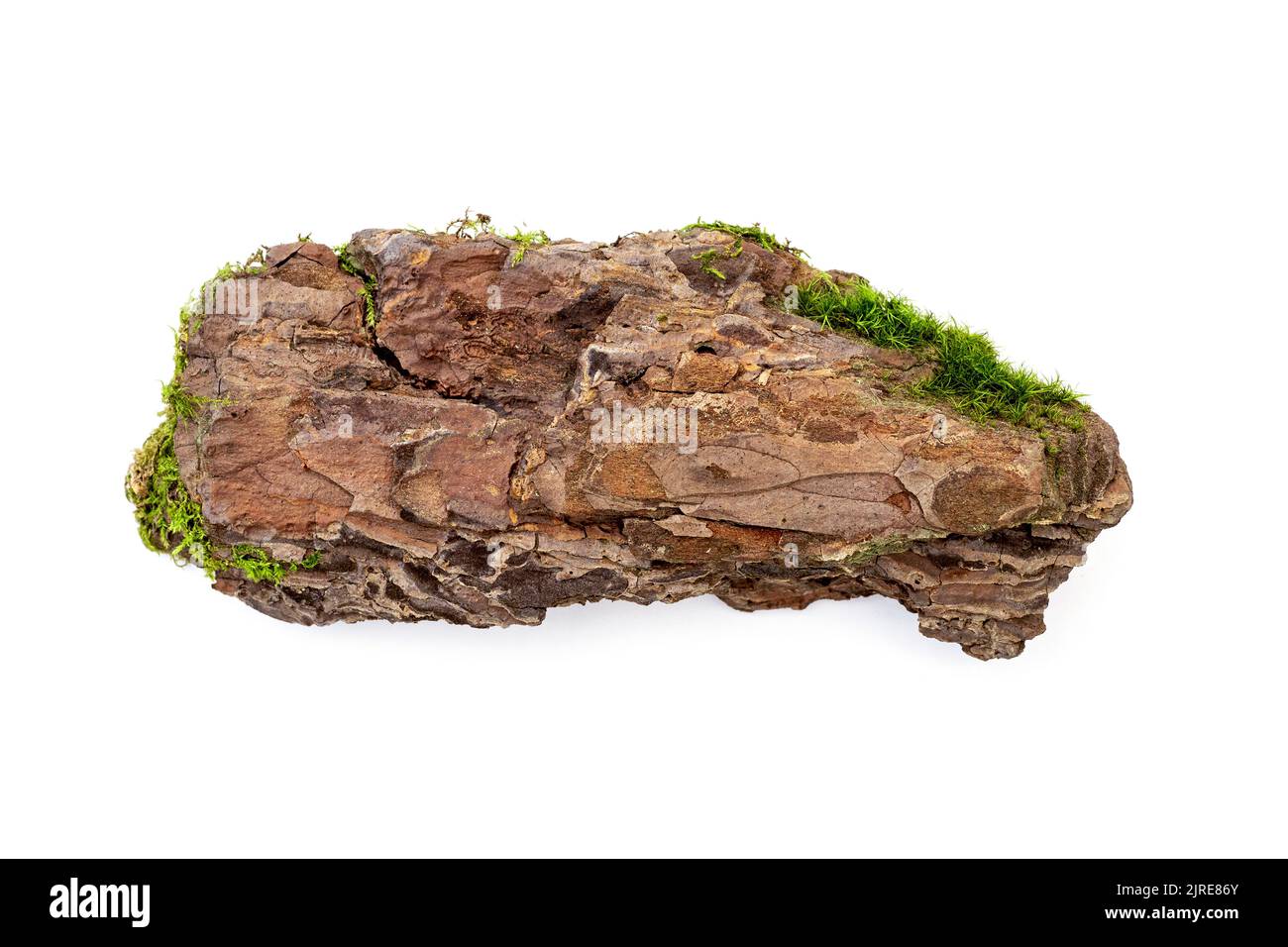 Pezzo di corteccia naturale di pino vecchio con muschio isolato su bianco Foto Stock