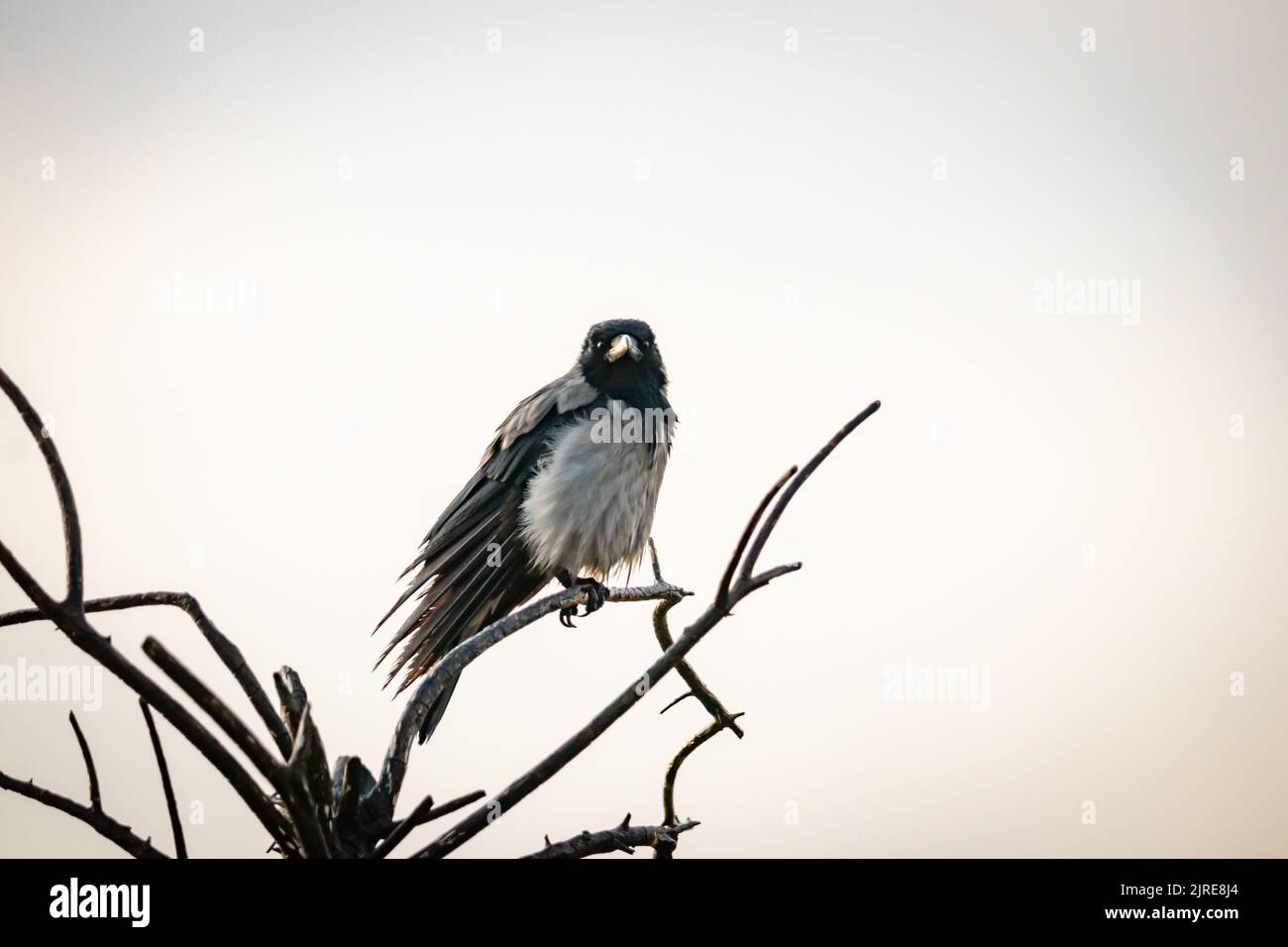 Un corvo arroccato su un ramo di albero Foto Stock