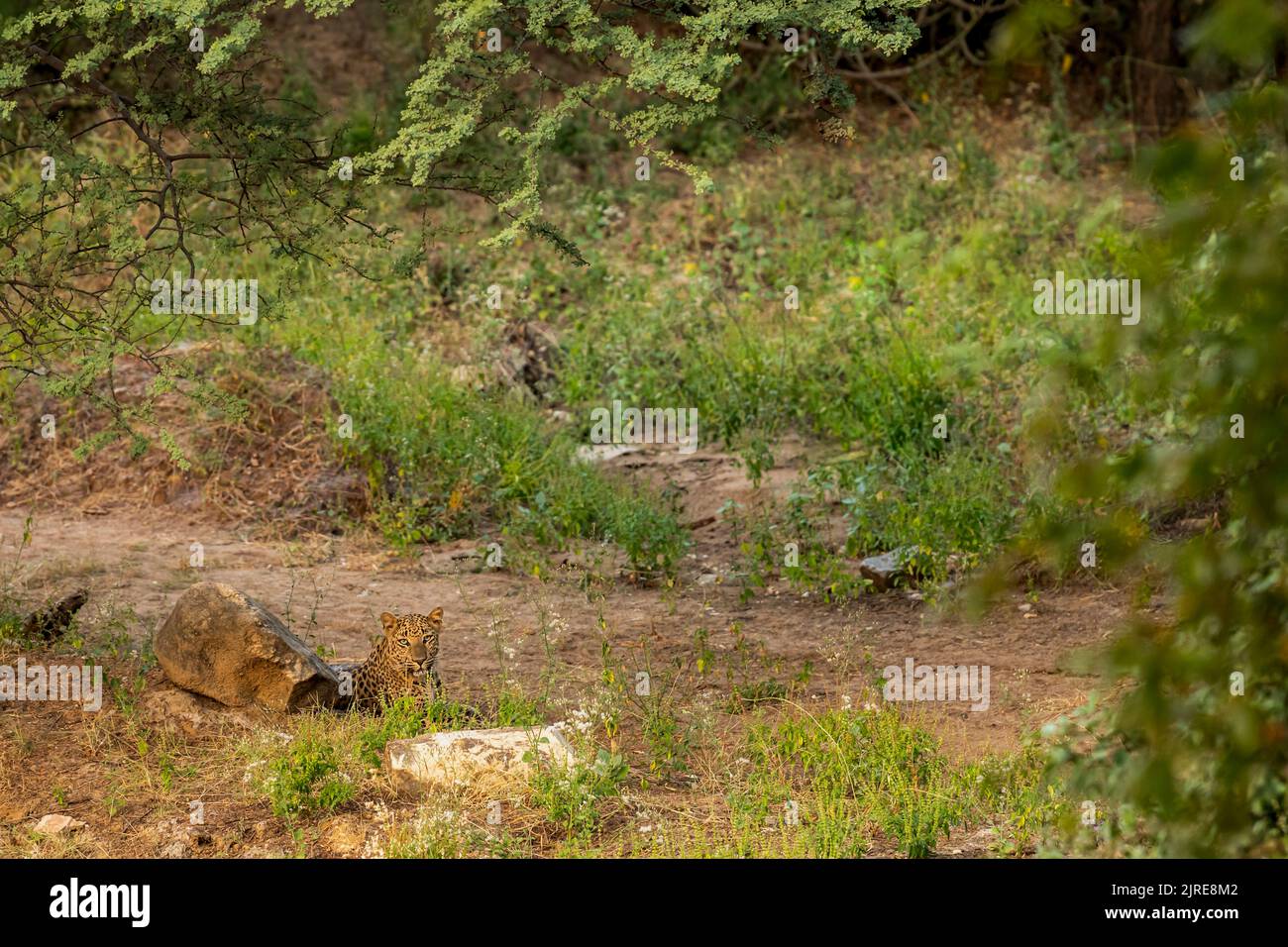 Indiano selvaggio femmina leopardo o pantera che riposa nel suo territorio durante monsone verde stagione safari all'aperto fauna selvatica nella foresta dell'india centrale asia Foto Stock