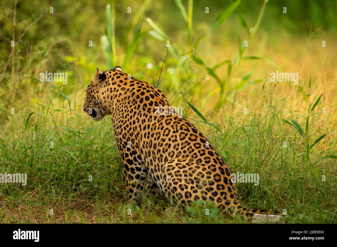 Indiano selvaggio uomo leopardo o pantera closeup vista posteriore durante monsone verde stagione safari all'aperto fauna selvatica nella foresta dell'india centrale asia - panthera Foto Stock