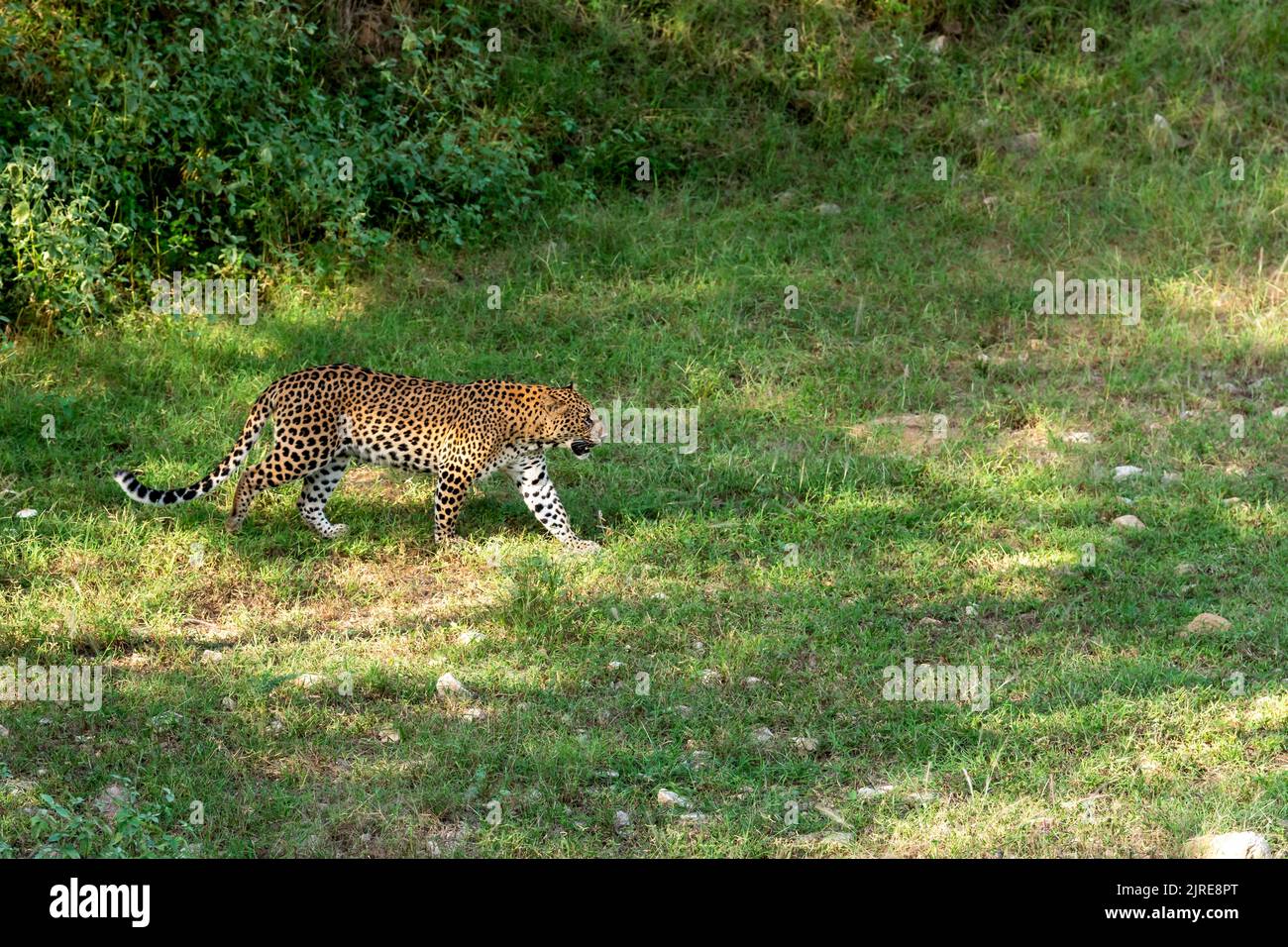 Indiano selvaggio uomo leopardo o pantera a piedi o passeggiate nel suo territorio durante monsone verde stagione safari all'aperto fauna selvatica nella foresta dell'india centrale Foto Stock