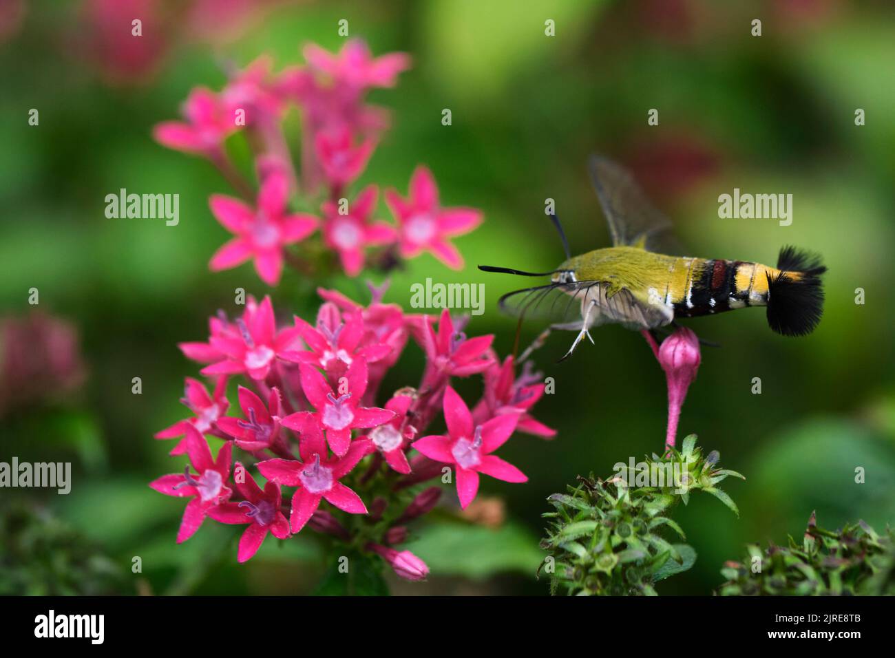 Una piccola ape sta succhiando il miele in un parco nella città di ho Chi Minh Foto Stock