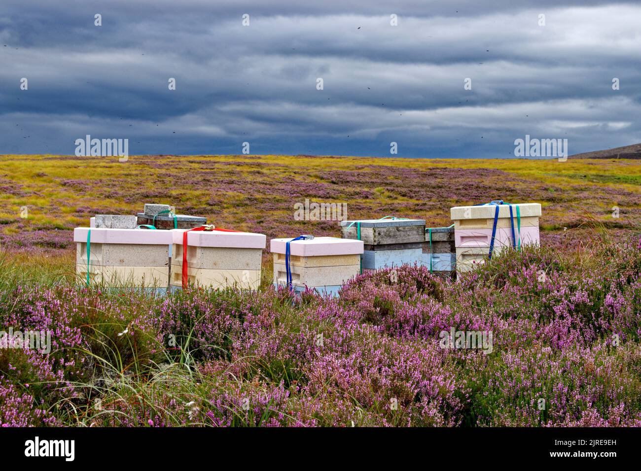 API MELLIFERE CHE VOLANO INTORNO AD UNA FILA DI ALVEARI POSTI SU HEATHER MOORS IN HIGHLAND SCOZIA DURANTE LA FINE DELL'ESTATE Foto Stock