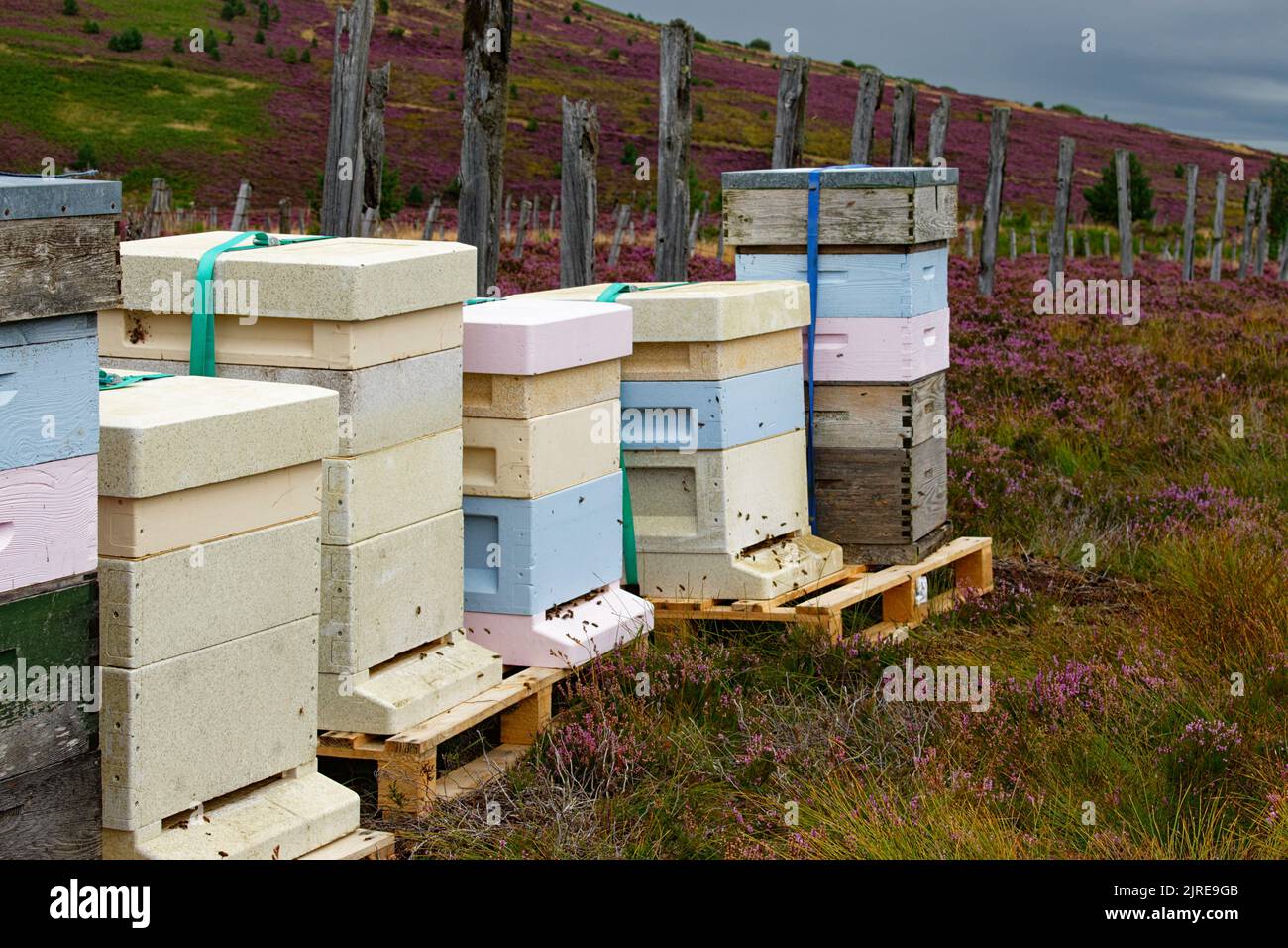 API MELLIFERE CHE VOLANO INTORNO AD UNA FILA DI ALVEARI POSTI SU HEATHER MOORS IN HIGHLAND SCOZIA A FINE ESTATE Foto Stock