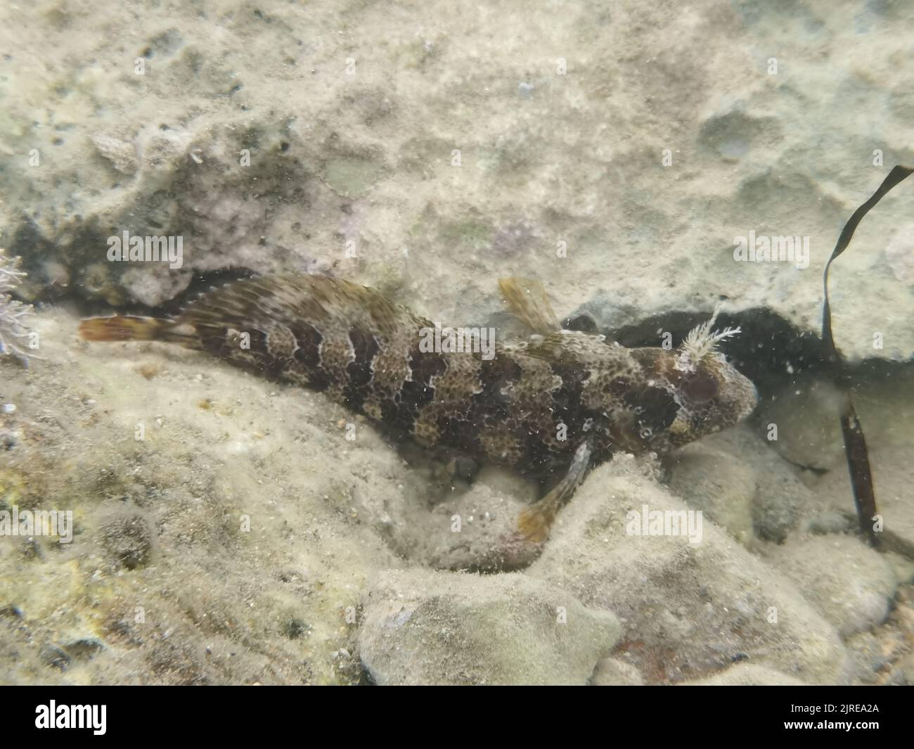 NAFPLIO GREECE - BLENNIUS OCELLARIS. PESCE Nafplio, Grecia , Mercoledì, Agosto 24, 2022. Un pesce di tipo Blennius ocellaris in una posizione sulla spiaggia di Nafplion, è un pesce che preferisce zone poco profonde (1 metri), bloccato da ghiaia e rocce ripide. Si nutre quasi esclusivamente di alghe. Riproduce da maggio a luglio, con uova sommerse e adesive. Raggiunge una lunghezza di 20 cm. Pesce comune in tutto il Mediterraneo. Essi lo chiamano anche glenia, glino, leves, saliakoudes, circa 20 specie diverse e sottogeneri sono noti. Credit: Vangelis Bougiotis/alamy live news Foto Stock