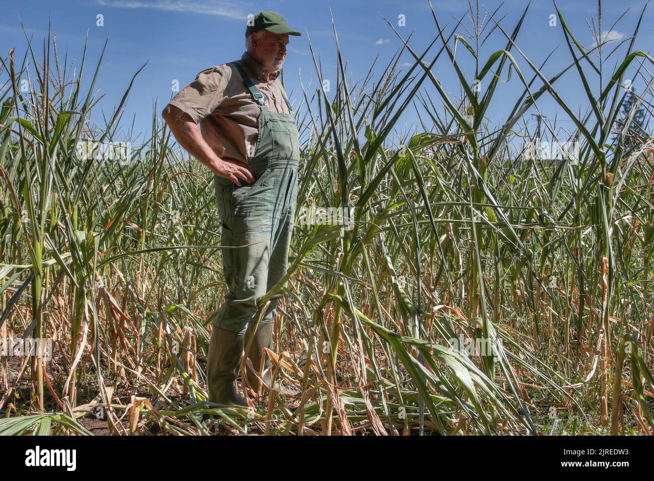 Un contadino guarda la sua fanciulla stordita. A causa del cambiamento climatico, ha piovuto troppo poco e ora il mais si sta asciugando sui campi in Germania. Foto Stock