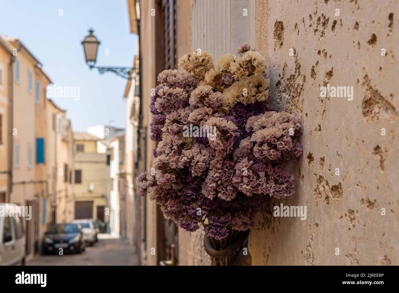 Primo piano di un bouquet di fiori viola secchi, su una parete di stucco deteriorata. Isola di Mallorca, Spagna Foto Stock