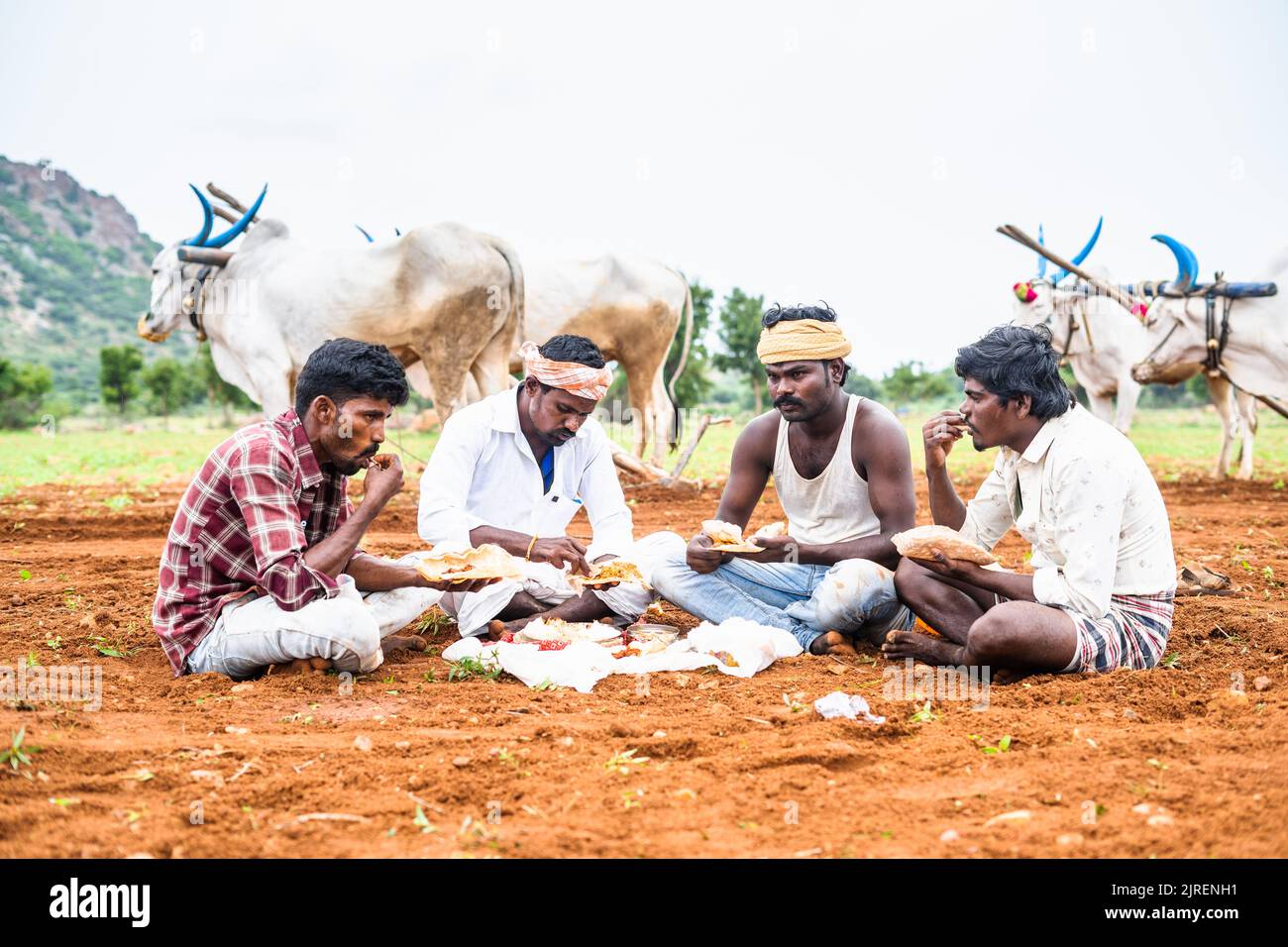 Gruppo di agricoltori che pranzano mentre si siedono in campagna davanti al bestiame - concetto di pausa, stagione di coltivazione e l'agricoltura. Foto Stock