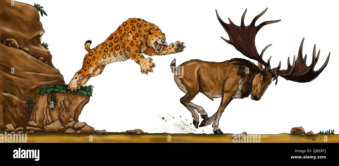 Il dente Sabre attacca il gigantesco cervo megaloceros. Disegno con animali estinti. Modello per libro da colorare. Foto Stock