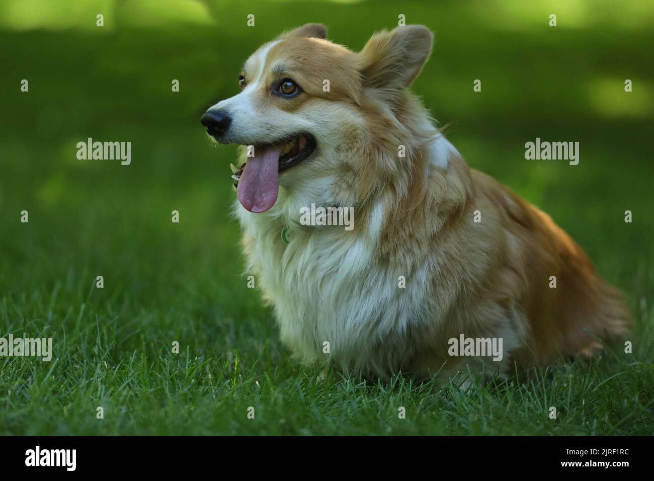 Carino gallese Corgi Pembroke sull'erba verde nel parco Foto Stock
