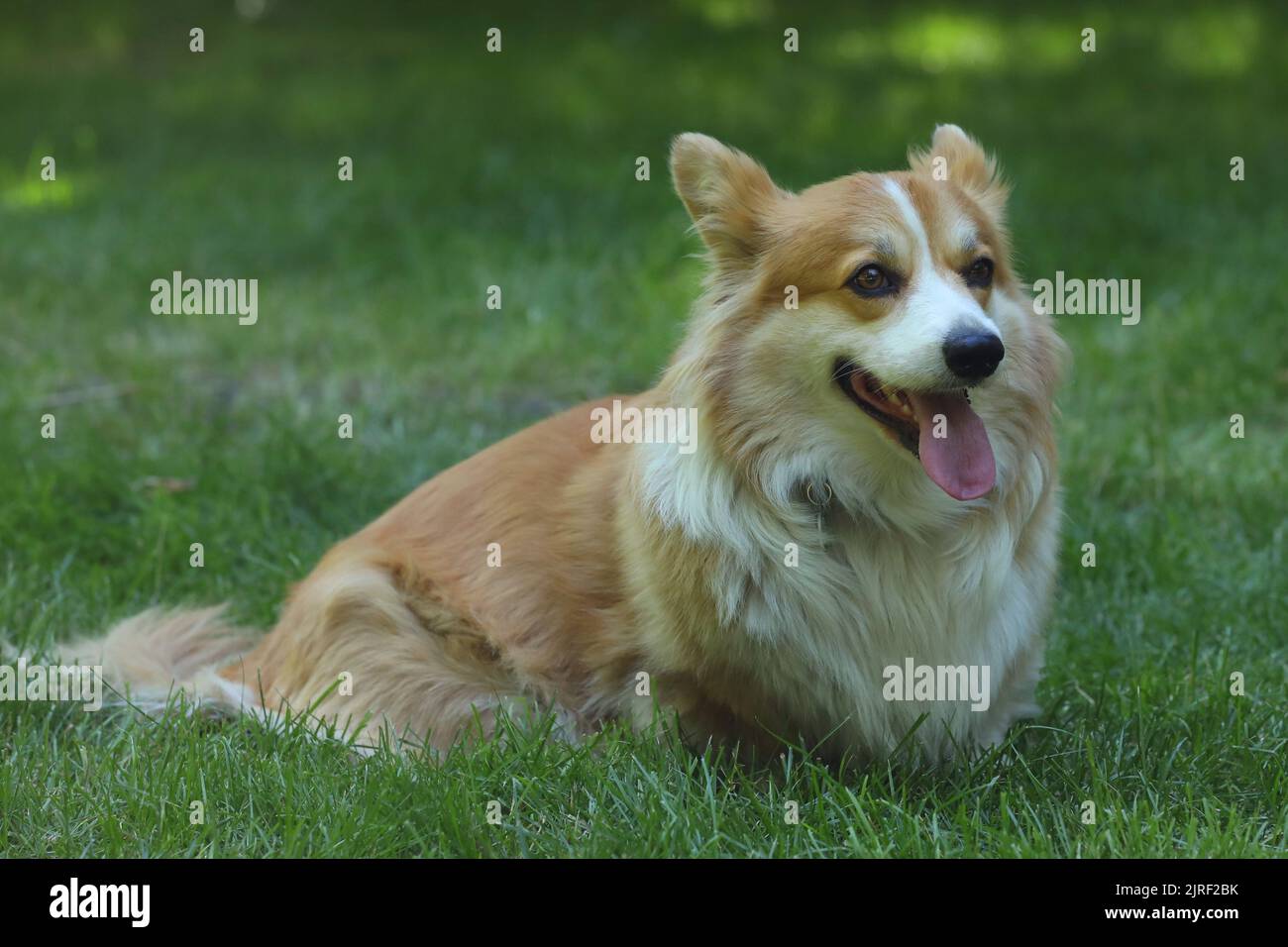 Carino gallese Corgi Pembroke sull'erba verde nel parco Foto Stock