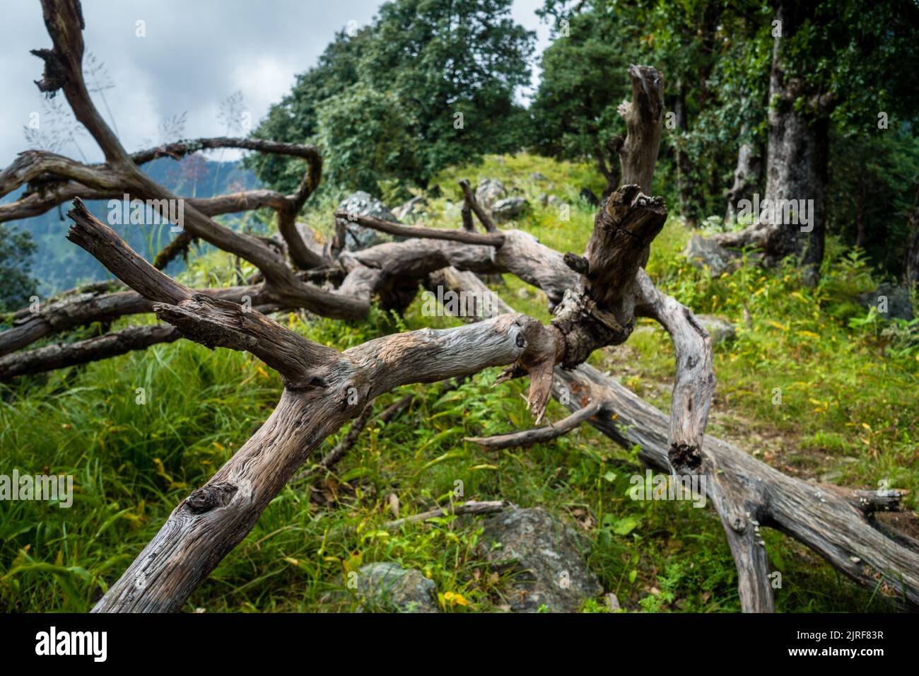 Un albero deformato caduto nella foresta di Uttarakhand, India. Foto Stock