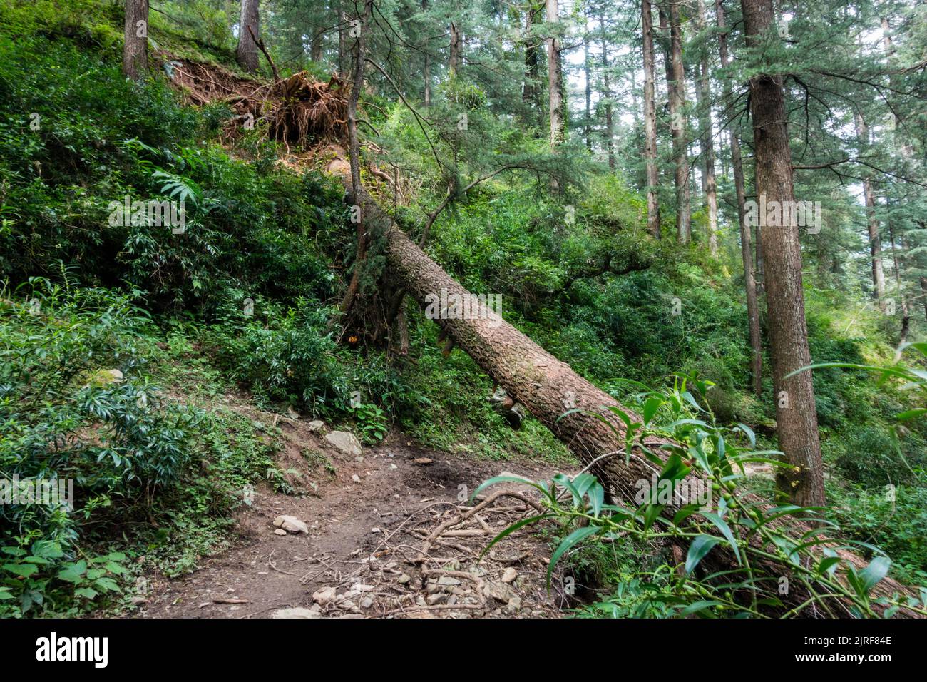 Un deodar caduto albero nella foresta di Uttarakhand, India. Foto Stock