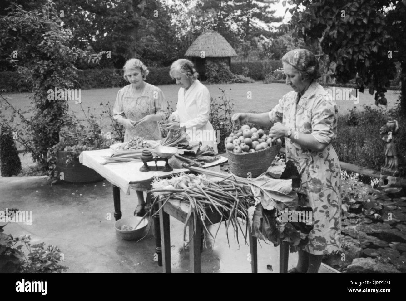 I membri di Springfield donna Institute (WI) in Essex chutney di rendere ad un tavolo istituito nel giardino della canonica, Agosto 1941. I membri di Springfield donna Institute (WI) rendono il chutney al tavolo istituito nel giardino della canonica. Portando le mele, a destra della fotografia, è la signora Vigne, il leader del gruppo. Mele, rabarbaro e le cipolle sono cresciuti tutti in membri' giardini o sulle assegnazioni. Foto Stock