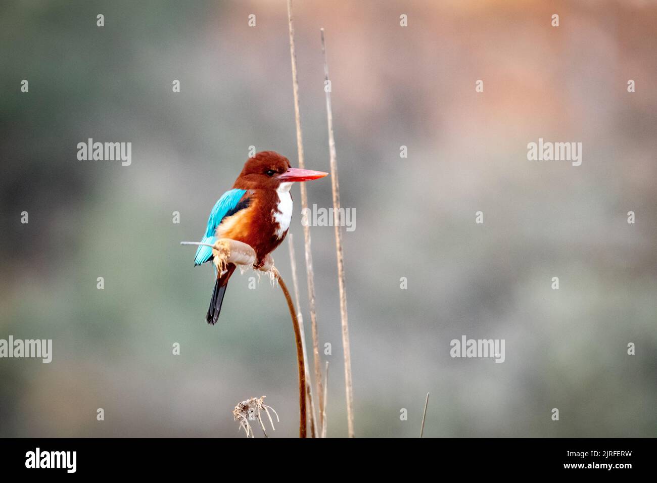 Un uccello colorato appollaiato su un ramoscello Foto Stock