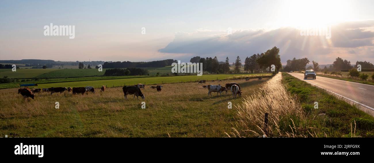 paesaggio di campagna con mucche nella parte meridionale di hautes fagnes tra vielsalm e sankt vith in ardenne belghe Foto Stock